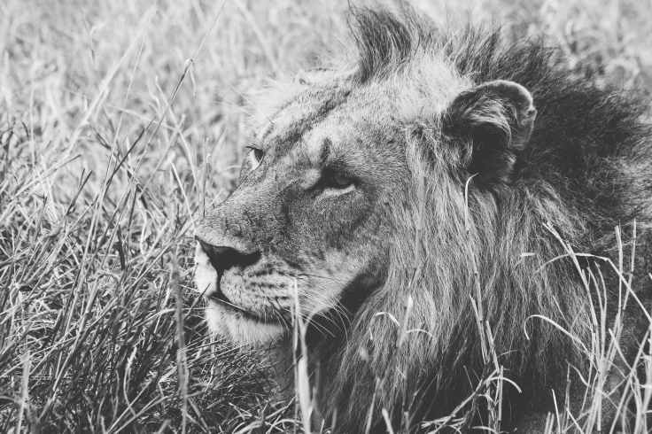 grayscale of male lion on grass